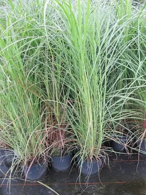Produktbild von Miscanthus sinensis Septemberrot - Garten-Chinaschilf Septemberrot - Elefantengräser