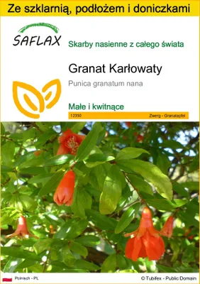 Zdjęcie produktu dla SAFLAX - Zestaw do uprawy - Granat Karłowaty - 50 Nasiona - Z mini szklarnią, podłożem uprawowym i 2 doniczkami - Punica granatum nana