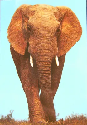 Produktbild von Magnet Elefant, 10 x 7 cm, Kühlschrankmagnete Tier, Flexi Magnete für Magnettafel, Elefanten