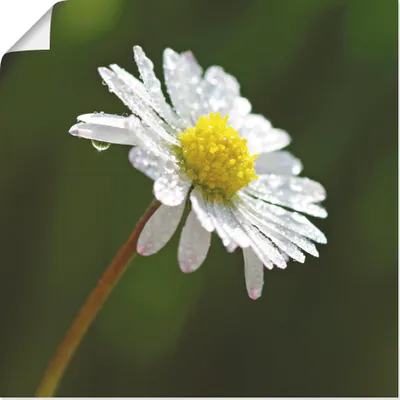 Produktbild von ARTland Poster Gänseblümchen Größe: 70x70 cm