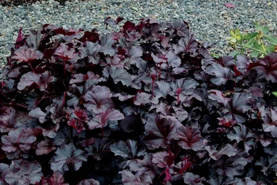 Produktbild von Stauden Gänge 1 x Heuchera Hybride 'Obsidian' im 1 Liter Topf - Schwarzes Purpurglöckchen - Ein Hauch von Luxus für jeden Garten