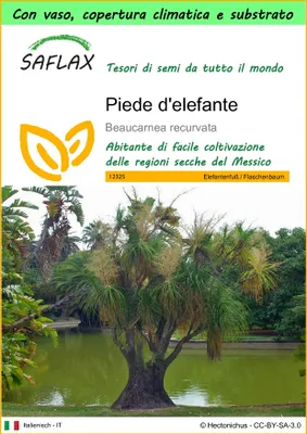 Immagine prodotto di SAFLAX Garden to go - Piede d'elefante - 10 semi - Beaucarnea