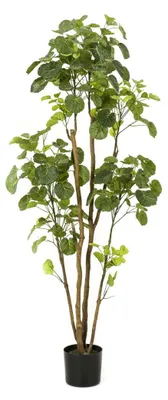 Productafbeelding van Polyscias tree 160 cm kunstplant Emerald