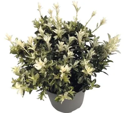 Obrázek produktu pro Brslen japonský FloraSelf Euonymus japonicus 'Pierrolino' výška 25-35 cm květináč 5 l