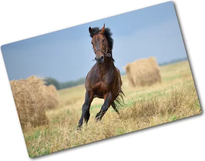 Produktbild von Tulup Glas Herdabdeckplatte - 80x52 cm - Glaskeramikkochfeld-Abdeckung Spritzschutz Glasabdeckplatte - Einteilig - Tiere - Pferd im Galopp - Braun