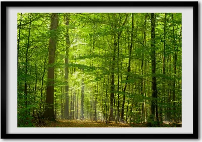 Produktbild von Bild - Bilderrahmen - 100 cm x 70 cm - MDF - Rahmen - Foto - Wandkunst Laubwald