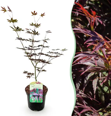 Image de Plante de terrasse - Erable Japonais - Acer palmatum Trompenburg - Pourpre foncé - 1 Plante - Caduque - 60-70cm - Ø25cm - Plante de jardin