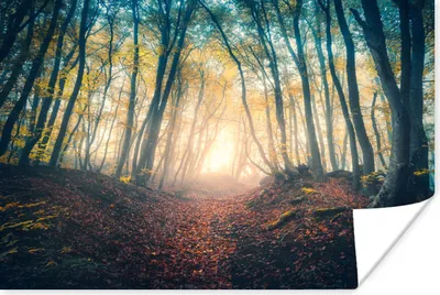 Produktbild von MuchoWow® Poster Wald - Nebel - Sonne - Herbst 120x80 cm - Bilder