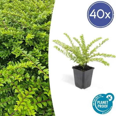 Produktbild von Trendyplants - Lonicera nitida 'Maigrün' - 40 Pflanzen - Buschgeißblatt - Winterhart - Höhe 10-25 cm - Topfgröße Ø9cm