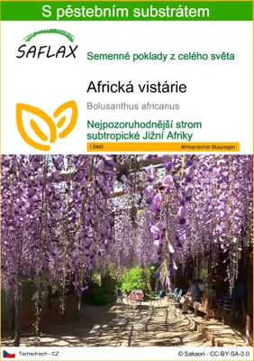 Obrázek produktu pro SAFLAX - Africká vistárie - Bolusanthus africanus - 15 Semena - S pěstebním substrátem bez klíčků