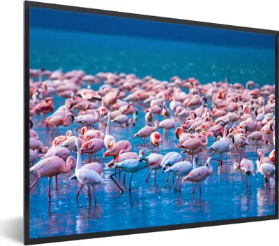 Produktbild von MuchoWow® Gerahmtes Poster Flamingo - Wasser - Tropisch - Rosa 80x60 cm - Poster mit Schwarzem Bilderrahmen Wandposter Rahmen Foto Bilder - Schwarzem - Mit Gestell