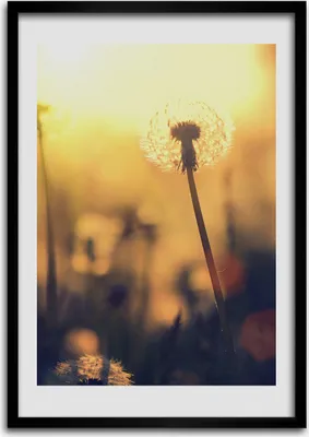 Produktbild von Bild - Bilderrahmen - 50 cm x 70 cm - MDF - Rahmen - Wandkunst Löwenzahn