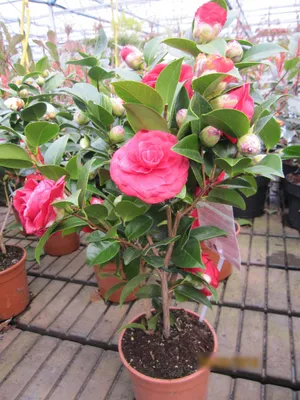 Produktbild von Japanische Kamelie Black Lace - Camellia japonica Black Lace
