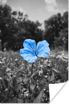 Produktbild von MuchoWow® Poster Blumen - Schwarz - Weiß - Blau 60x90 cm - Wanddekoration