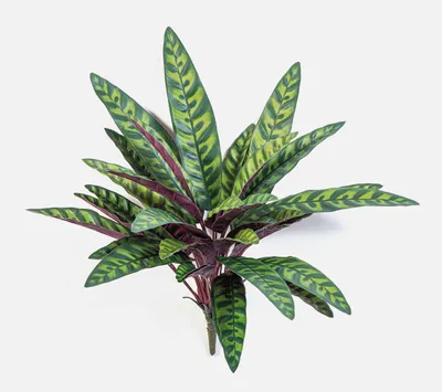 Produktbild von artplants.de Künstliche Calathea Makoyana Manami auf Steckstab, grün-rot, 40cm - Kunst Calatheapflanze