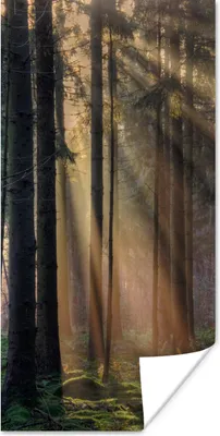 Produktbild von MuchoWow® Poster Bäume - Wald - Sonne - Pflanzen 20x40 cm - Plakat - Foto
