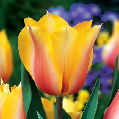 Immagine prodotto di Tulipani Bulbi di fiori Bulbi di fiori Tulipani Blushing Lady 5 pz.