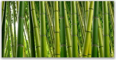 Produktbild von Tulup Leinwand-Bilder 140x70 Wandbild Canvas Kunstdruck Bambusrohre Pflanzen