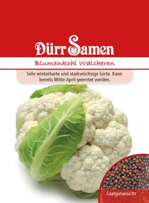 Artikelbild 1 von 'Blumenkohl Walcheren' aus der Kategorie Blumenkohlsamen