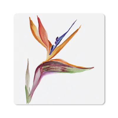 Produktbild von MuchoWow® Mauspad Mousepad Strelitzia - Aquarell - Blumen 20x20 cm - Mousepads - Maus Mat - Pad - Mausunterlage - Desk Mat - Bureauartikeln