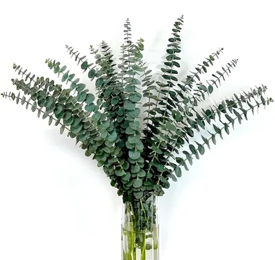 Produktbild von Getrocknete Eukalyptus Zweige 24 Stück 45cm Grün