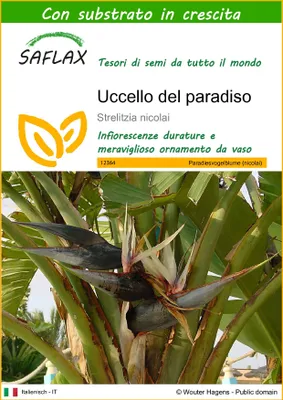 Immagine prodotto di SAFLAX  - Uccello del paradiso - 5 semi - Con substrato - Strelitzia
