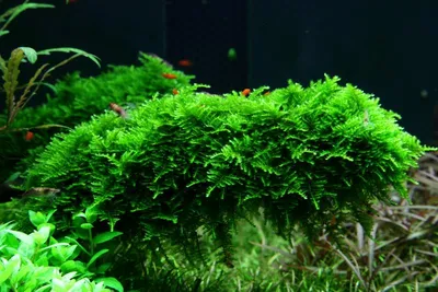 Produktbild von Aquarium Pflanze In Vitro 2x Moos Vesicularia dubyana Christmas 003A TC Set
