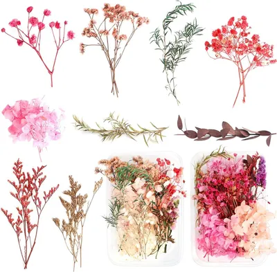 Getrocknete gepresste Blumen, 2 Schachteln, echte Naturblumen, mehrfarbig