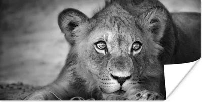 Produktbild von MuchoWow® Poster Wildtiere - Löwe - Natur - Schwarz - Weiß 80x40 cm - Wanddeko