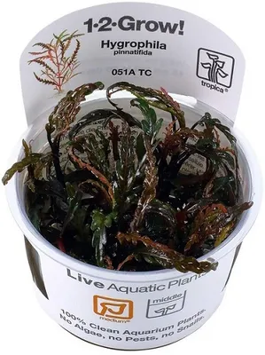Produktbild von Hygrophila pinnatifida Wasserpflanze Aquarium  In-Vitro