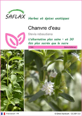 Image de SAFLAX - Chanvre d'eau - 100 graines - Stevia