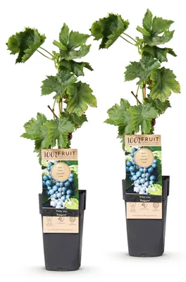 Produktbild von Green boutiQ - Obstpflanze - Vitis vinifera Regent - Weinrebe - Veredelt - Blaue Traube - 2 Pflanzen - Topf 15cm - Höhe 50cm