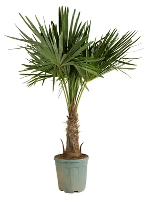 Produktbild von Bloomique - Trachycarpus Fortunei - Chinesische Hanfpalme - Winterharte Palme - Gartenpflanzen - 140-160 cm Hoch - Topf 30 cm