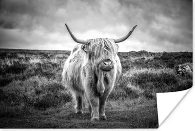 Produktbild von MuchoWow® Poster Schottischer Hochländer - Tiere - Wolken - Kuh - Natur 90x60 cm - Schlafzimmer