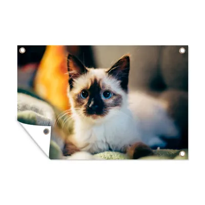 Obrázek produktu pro MuchoWow® Zahradní plakáty - Kočka - srst - černá - 40x60 cm - Zahradní dekorace