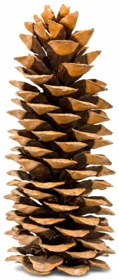 Produktbild von Zuckerkiefer Zapfen 20-30 cm Pinus lambertiana großer Kiefernzapfen Deko XXL