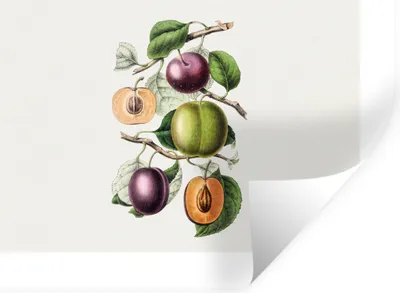 Produktbild von MuchoWow® Wandtattoo Wandsticker Wandaufkleber Obst - Jahrgang - Pfirsich 120x90 cm Selbstklebend und Repositionierbar - Aufkleber