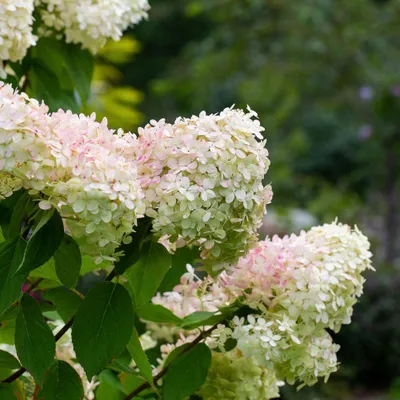 Produktbild von Rispenhortensie 'Limelight', Hydrangea paniculata, weiß-grün, C2 Topf, 30-50 cm