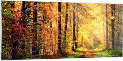 Produktbild von Bilder auf glas - Wald Baum Natur - 120x50cm - Glasbilder - Wandbilder - Kunstdruck - zum Aufhängen bereit - Wanddekoration aus Glas - Glas Bilder - Wandbild auf Glas - Einteilig - GAB120x50-3718