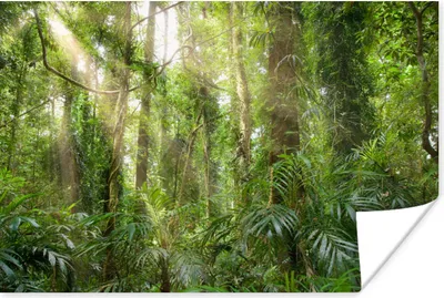Produktbild von MuchoWow® Poster Licht im Wald 30x20 cm - Plakate - Print