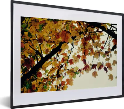 Produktbild von MuchoWow® Gerahmtes Poster Bäume - Herbstblätter - Natur 40x30 cm - Poster mit Schwarzem Bilderrahmen Wandposter Rahmen Foto Bilder - Bilderrahmen - Poster im Rahmen