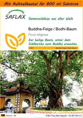 Produktbild von SAFLAX Garden in the bag - Buddha-Feige / Bodhi-Baum - Ficus religiosa - 100 Samen - Mit Anzuchtsubstrat im praktischen, selbst aufstellenden Beutel