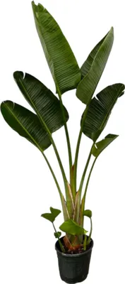 Produktbild von Trendyplants - Strelitzia Augusta - Paradiesvogelblume - Zimmerpflanze - Höhe 200-220 cm - Topfgröße Ø30cm