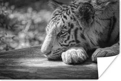 Produktbild von MuchoWow® Poster Tiger - Wild - Porträt 120x80 cm - Bilder