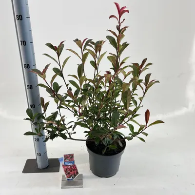 Produktbild von Photinia fraseri ‘Carré Rouge’ - Glanzmispel | 30-40 cm im Topf