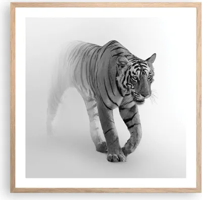 Produktbild von Gerahmtes Poster - Rahmen in heller Eiche - Tiger Monochrom Porträt - 60x60 cm - Wand Bild - Wanddeko - Wandbilder - Kunstposter - Wandposter - Bilderrahmen - Bilder - Kunstdruck - P2NAC60x60-4626