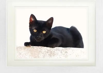 Produktbild von Katzen Gerahmtes Bild Mit Edlem Passepartout | Wand-Bilder | Im Bilderrahmen - Schwarzes Kätzchen (30 x 40 cm)