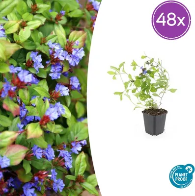 Image de Ceratostigma plumbaginoides | 48 pièces - 10-25cm - Ø9cm - Plante de jardin