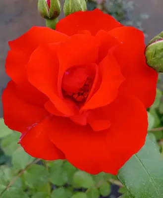 Obrázok produktu pre Ruža Bedding Rosa La Sevillana červená vo veľkom 7-litrovom kvetináči