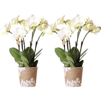 Immagine prodotto di Orchidee Kolibri: confezione combinata di 2 orchidee Phalaenopsis bianche - vaso 12cm